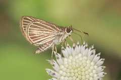 Callimormus radiola radiola