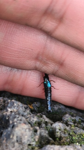 Philonthus gentilis