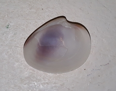 Eucallista purpurata