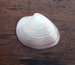 Eucallista purpurata