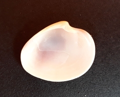 Eucallista purpurata