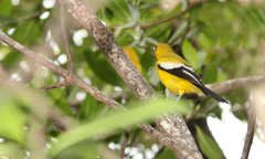Icterus leucopteryx lawrencii