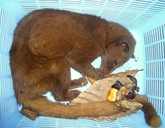 Paradoxurus zeylonensis