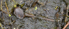 Appasus japonicus