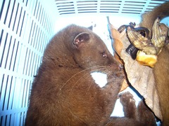 Paradoxurus zeylonensis