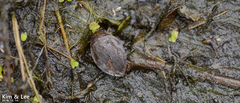 Appasus japonicus