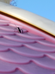 Acanthocephala declivis