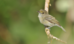 Vireo caribaeus