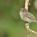 San Andres Vireo - Photo (c) Adrian Braidotti, some rights reserved (CC BY-NC), uploaded by Adrian Braidotti