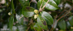 Camellia japonica