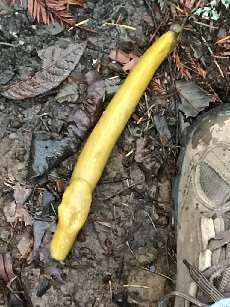 California Banana Slug from Huddart Park, Redwood City, CA, US on ...