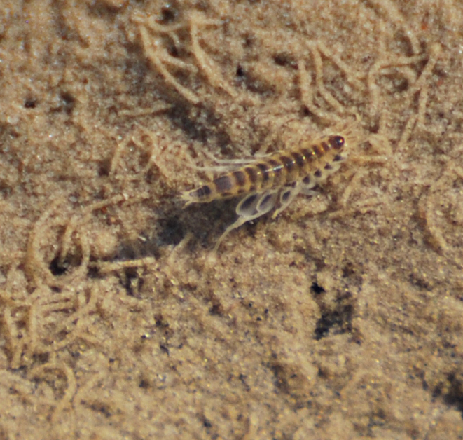 Leptocheirus