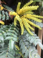 Berberis × hortensis