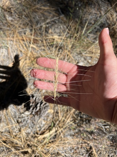 iNaturalist observation photo of Squirreltail