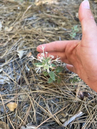 iNaturalist observation photo of Monardella nana tenuiflora