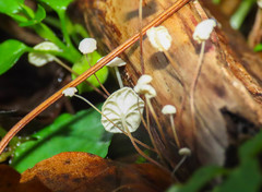 Marasmius epiphyllus