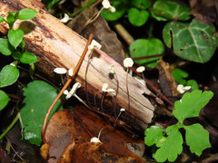 Marasmius epiphyllus