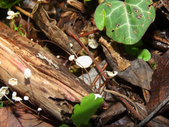 Marasmius epiphyllus