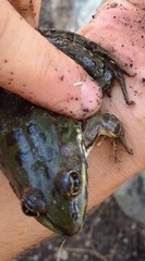 Pelophylax bedriagae