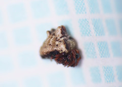 Phoroncidia paradoxa