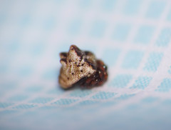 Phoroncidia paradoxa