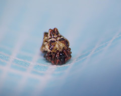 Phoroncidia paradoxa