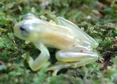 Centrolenidae