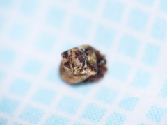 Phoroncidia paradoxa