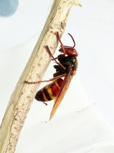 Black-tailed Hornet