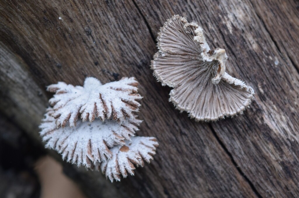 Schizophyllum commune · October 2025 · photo: © davidwhyte (iNaturalist, cc-by-sa)