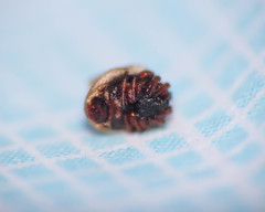 Phoroncidia paradoxa