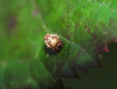 Phoroncidia paradoxa