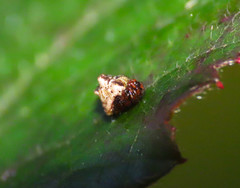 Phoroncidia paradoxa