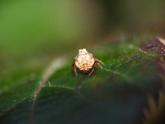 Phoroncidia paradoxa