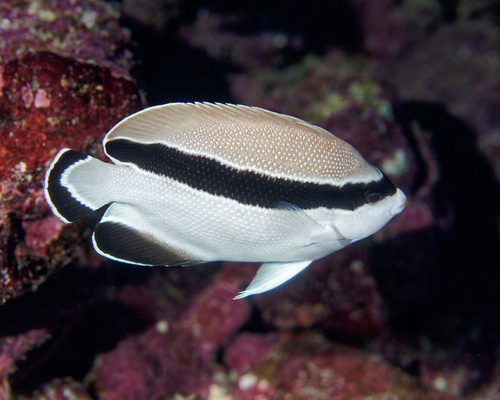 Apolemichthys, 2025-10-11