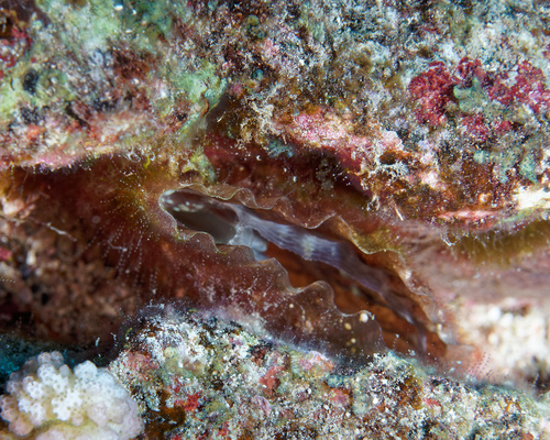 Streptopinna saccata observed 2025-10-11