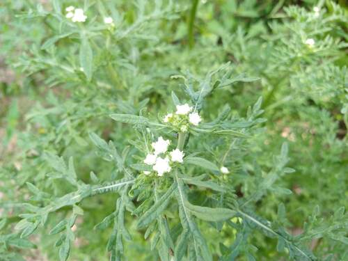 Parthenium bipinnatifidum, photograph 3