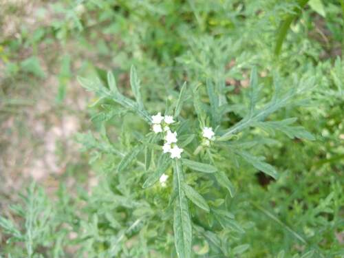 Parthenium bipinnatifidum, photograph 4