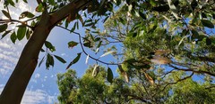 Eucalyptus fasciculosa