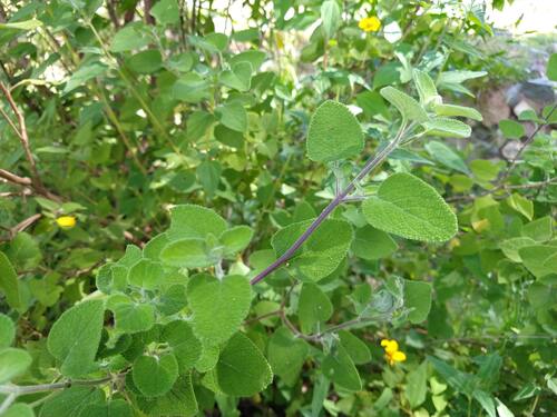 Grape-scented Sage (Salvia melissodora)