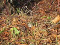 Junco hyemalis cismontanus