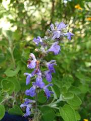 Salvia melissodora, photograph (c) Alexis López Hernández, some rights reserved (CC BY)