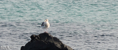 Larus schistisagus