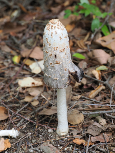 Coprinus comatus