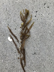 Sargassum filipendula