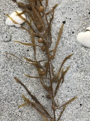 Sargassum filipendula