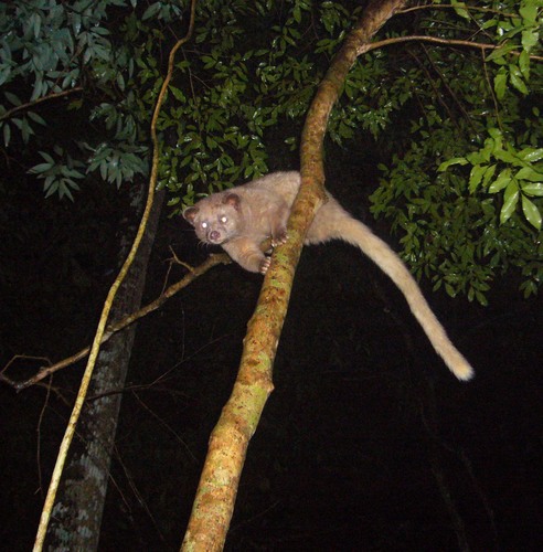 Golden Palm Civet