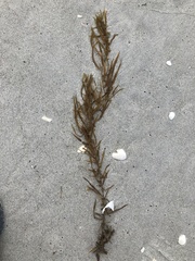 Sargassum filipendula