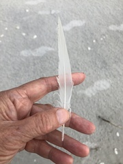 Pelecaniformes