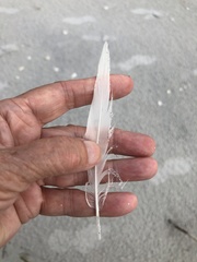 Pelecaniformes